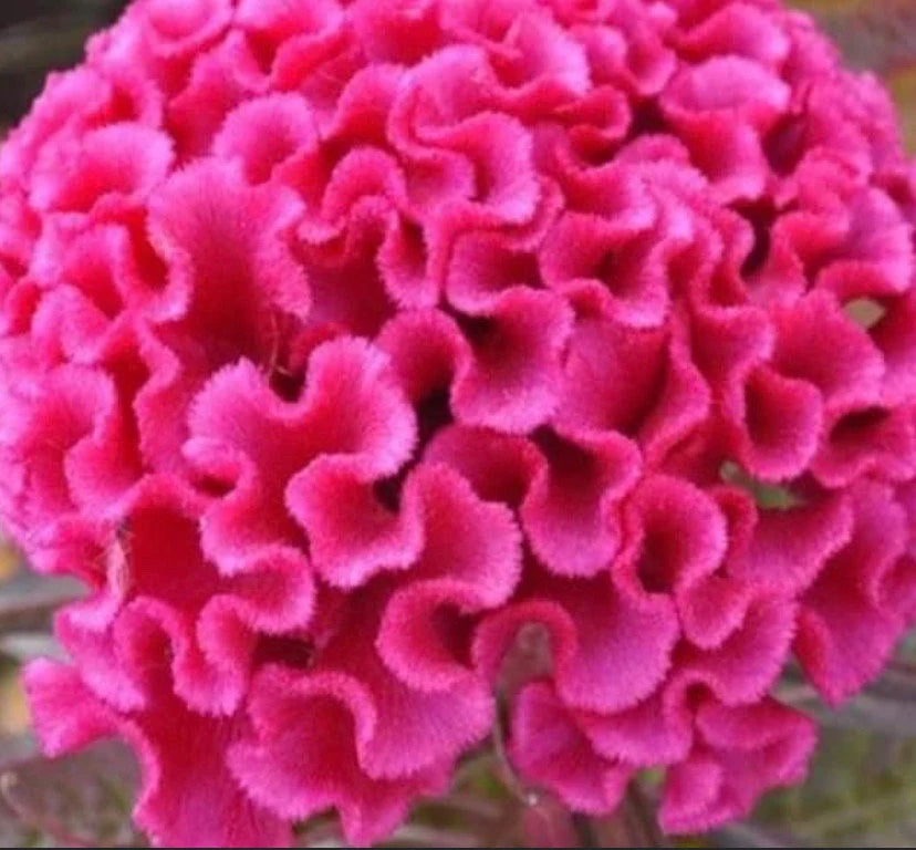 Celosia Orient Pink Celosia Cockscomb Flower Seeds Heirloom NJ Seller Free Shipping