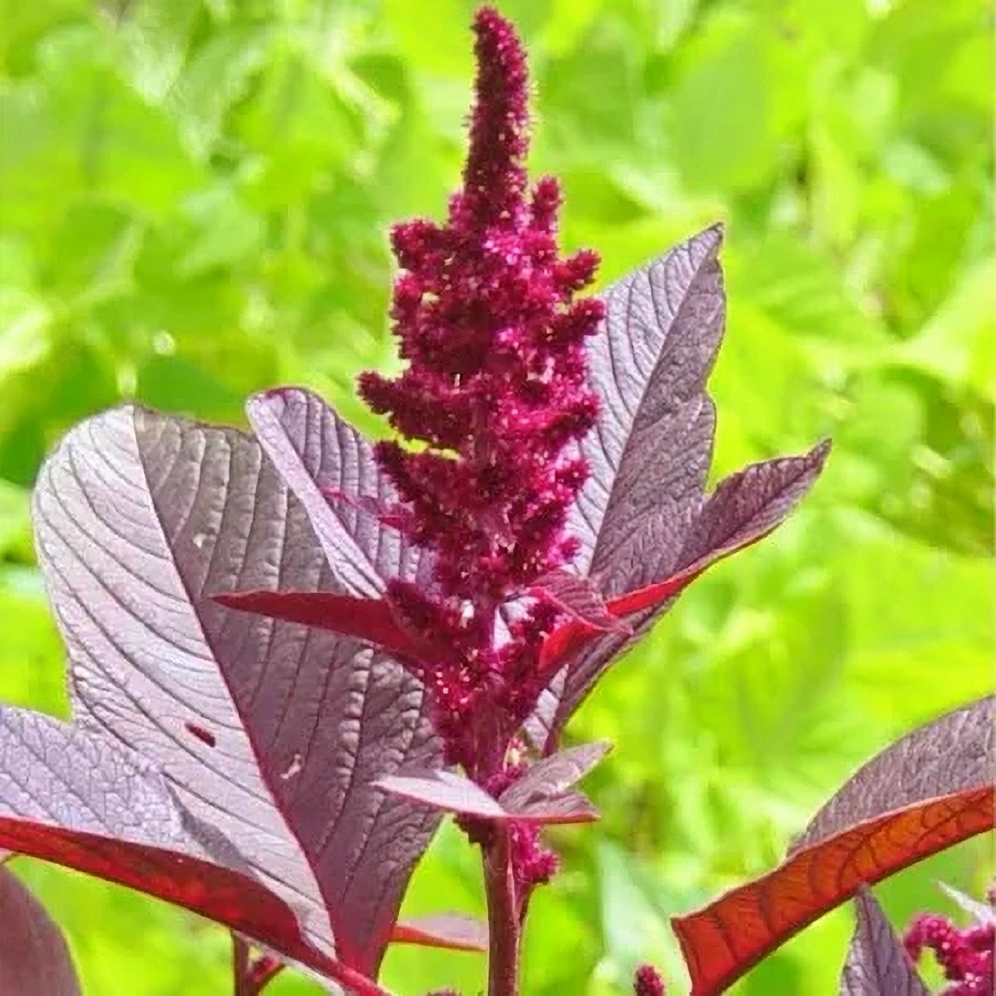 Hopi Red Dye, Amaranth, Heirloom Seeds, Greens (Amaranthus) - Nutritious and Flavorful