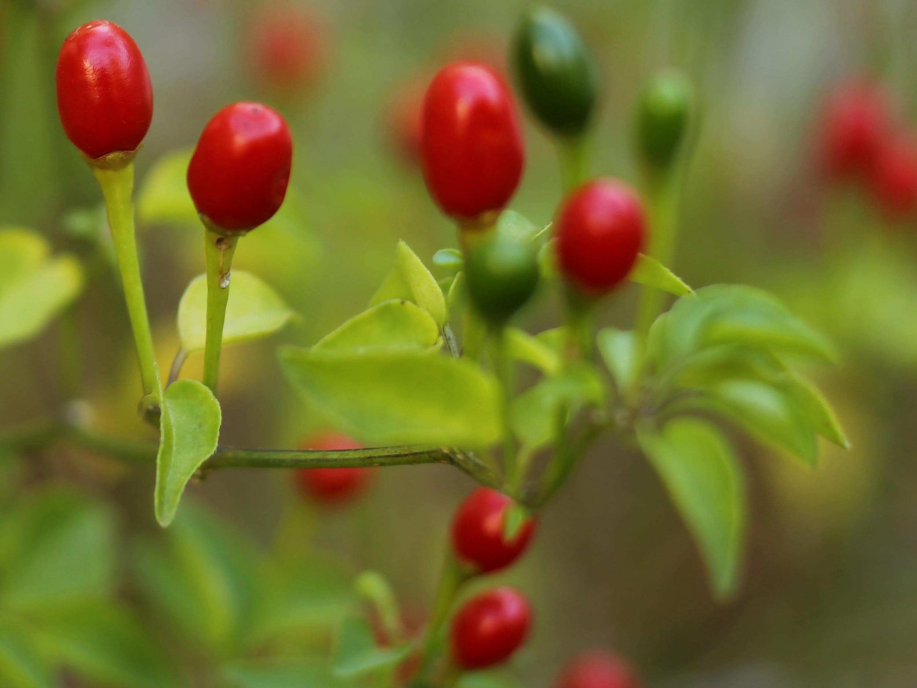 Chiltepin / Chile Pequin / Tepin Pepper Seeds | Heirloom - Non-GMO | Capsicum Annuum | Vegetable Seeds | Seed Store | 1284(25 Seeds)