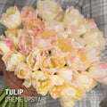 Creme Upstar Double Tulip Bulbs, Cut Flower Bulbs