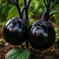 Organic Black Eggplant Seeds: Almaz Variety, Non-GMO, Easy Grow