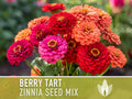 Zinnia, Berry Tart Flower Seed Mix - Heirloom Seeds, Zinnia Flower Mix, Berry Zinnia Mix, Mixed Zinnia Seeds, Pollinator Friendly, Non-GMO