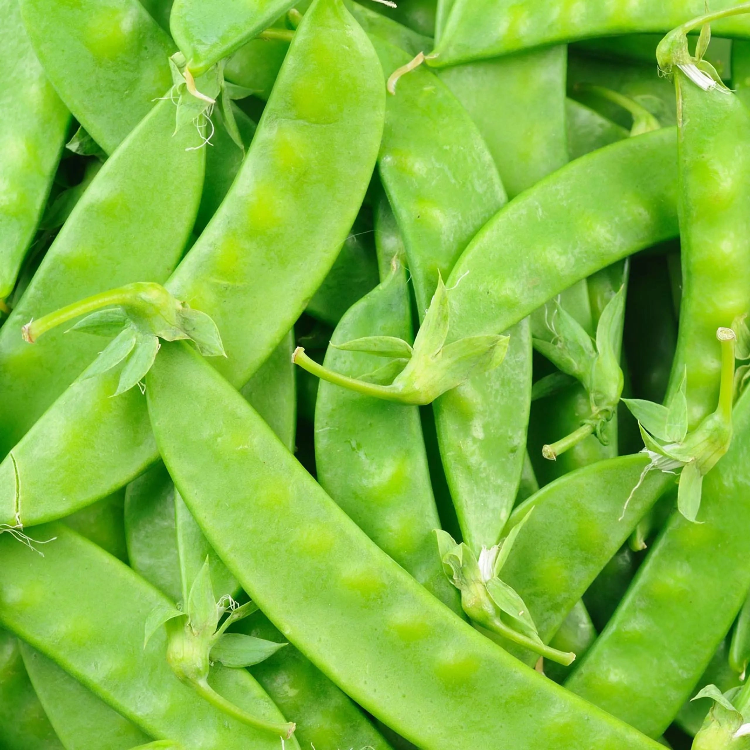 Mammoth Melting Pea Seeds 25 Ct Organic Sugar Snow Pod Vegetable HEIRLOOM USA