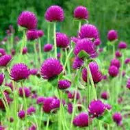 200 Purple Globe Amaranth Seeds. Ships free