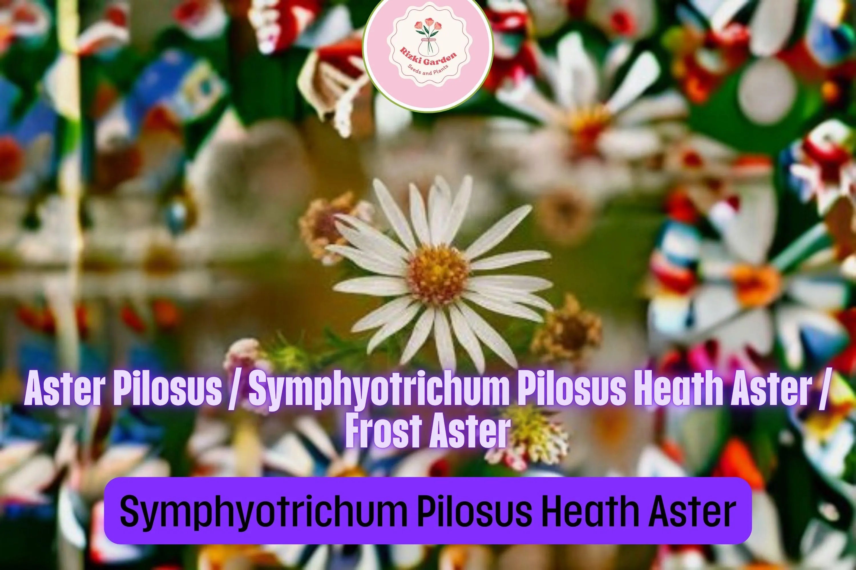 Aster pilosus Seeds – Heath Aster | Frost Aster | Symphyotrichum pilosum | 100 Native Wildflower Seeds