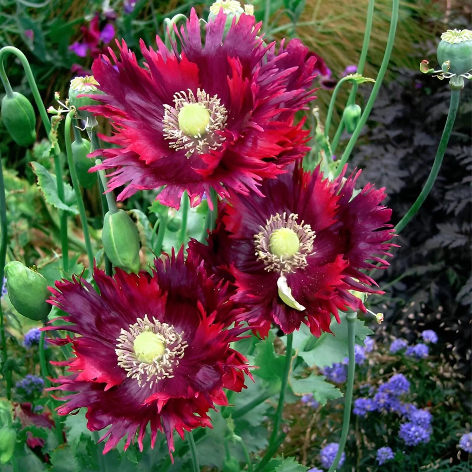 1,000 Drama Queen Poppy Seeds | Jimi’s Flag Papaver somniferum, Giant Ruffled Red Blooms, Cottage Garden Favorite, Easy Annual Flower