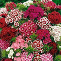 Sweet William Flower Seeds 300+ MIXED Multi-Color Scented USA