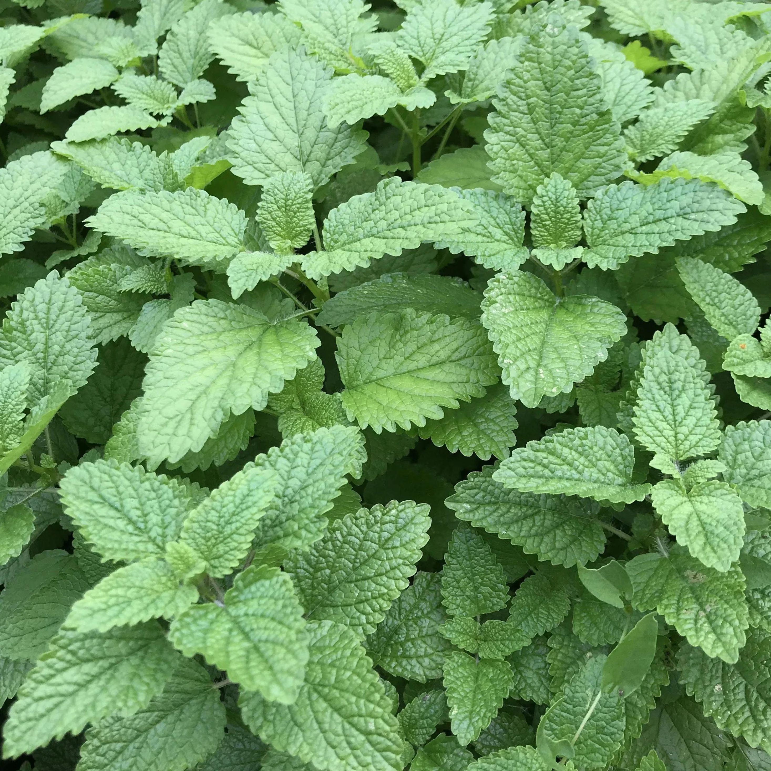 200 Lemon Balm Herb Seeds
