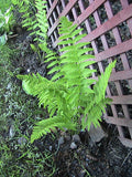 400 Interrupted Fern Spores/Seeds