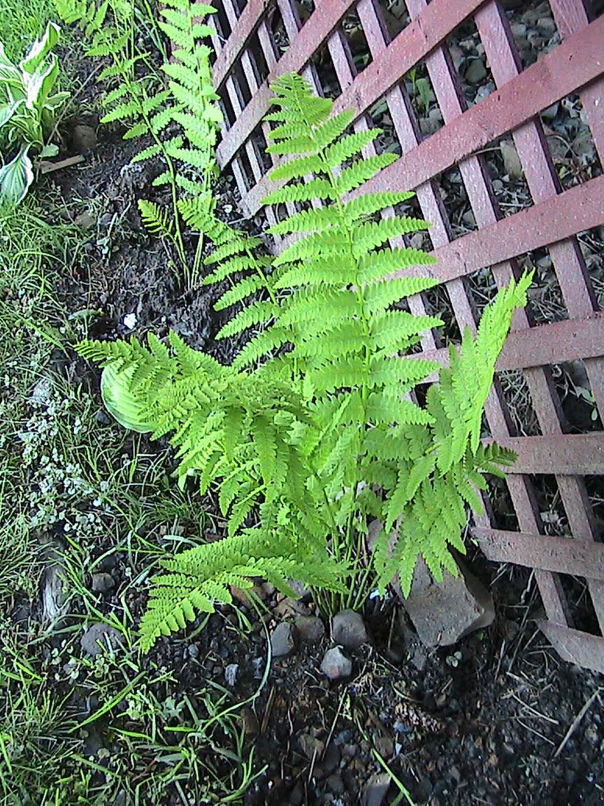400 Interrupted Fern Spores/Seeds
