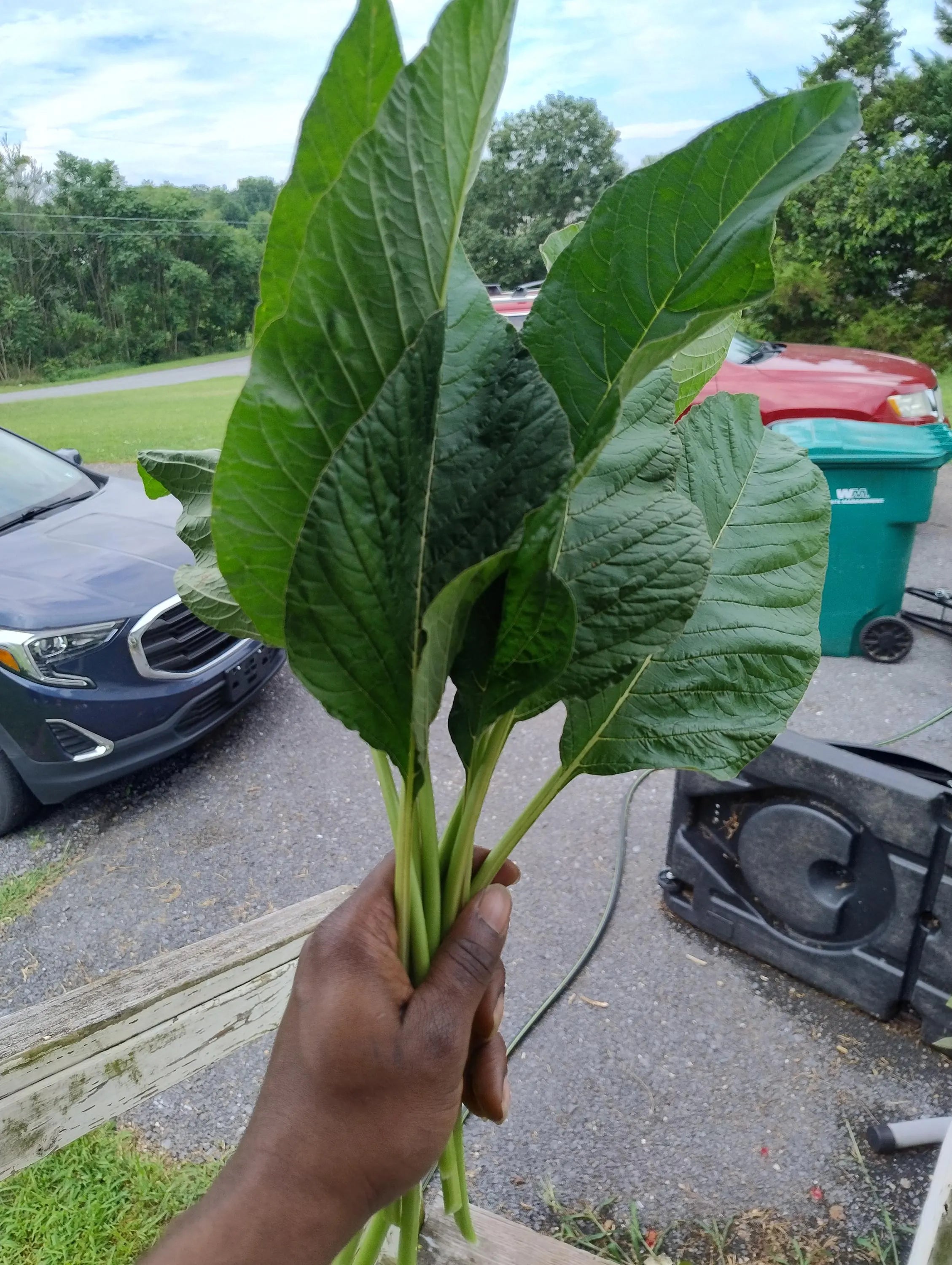 JAMAICAN CALLALOO (Amaranth) SEEDS- Very Big/ Large Leaf