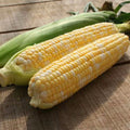 Corn Seeds - Organic, Heirloom, Open Pollinated, Non GMO - Grow Indoors, Outdoors, In Pots, Grow Beds, Soil, Hydroponics  Aquaponics
