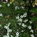 Canada Anemone Seeds: Native Wildflower, Pollinator Garden (120/600/1200 Seeds)(120 Seeds)