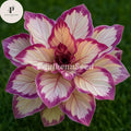 25 Pcs Velvet Flame Calathea Seeds | Rare Indoor Plant | Tropical Foliage | Easy to Grow | Air Purifying Houseplant