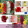 Hollyhock Seeds*Fully DOUBLE Flowers*Chaters Choice Mix*Perennial Garden Plant Flower Seeds*Alcea rosea(25 Seeds)