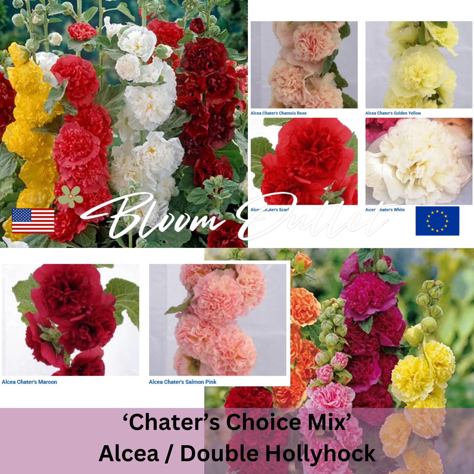 Hollyhock Seeds*Fully DOUBLE Flowers*Chaters Choice Mix*Perennial Garden Plant Flower Seeds*Alcea rosea(25 Seeds)