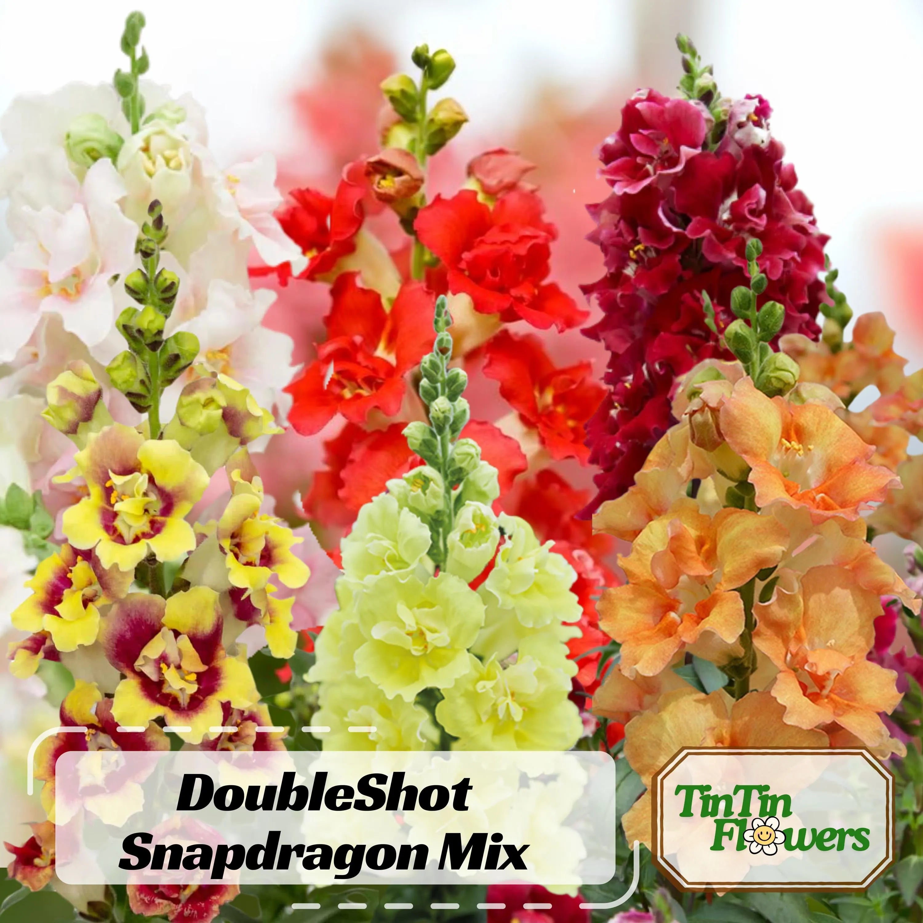 DoubleShot Snapdragon Mix Seeds - Cold Resistant - Attracts pollinators - Open-Pollinating - Plant before the frost/after frost #37
