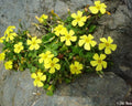 Bonsai Sorrel ~Oxalis carnosa~ Succulent Caudex ~ Caudiciform from Chile ~ Easy to grow from Seed ~ False Shamrock ~ Woodsorrel megalorrhiza(20 Seeds)