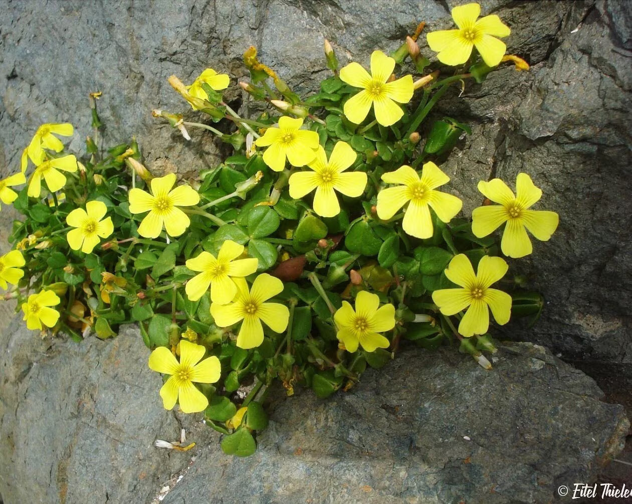 Bonsai Sorrel ~Oxalis carnosa~ Succulent Caudex ~ Caudiciform from Chile ~ Easy to grow from Seed ~ False Shamrock ~ Woodsorrel megalorrhiza(20 Seeds)