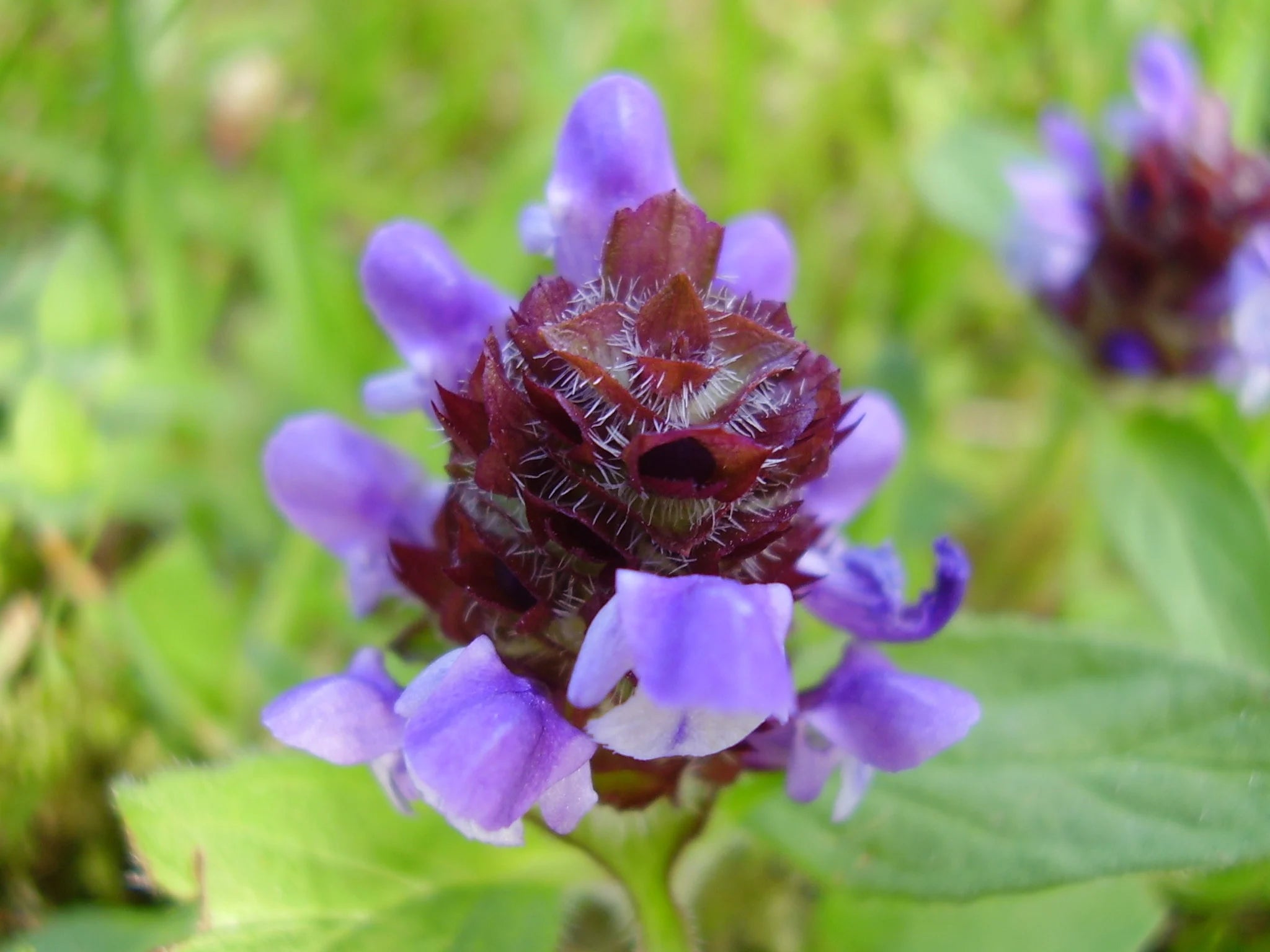 1000 Allheal Seeds - Prunella vulgaris - Heal All