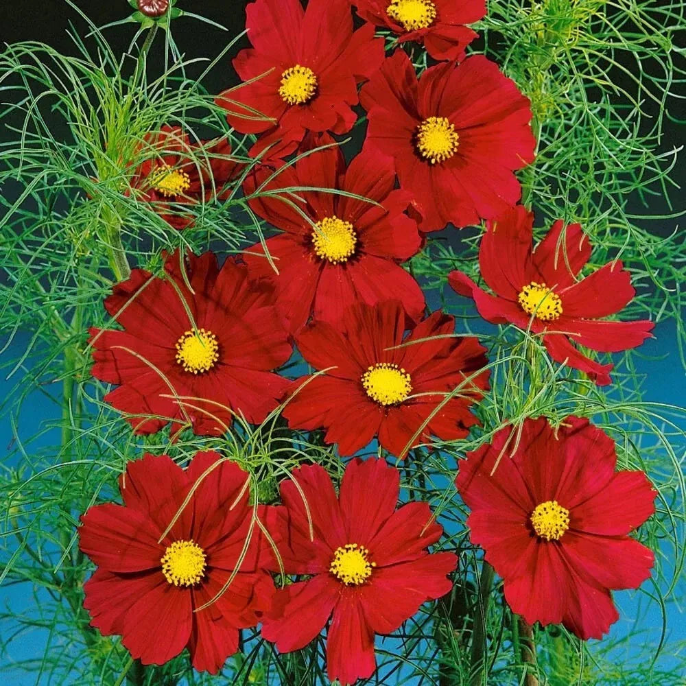 Dazzler Cosmos Flower Seeds