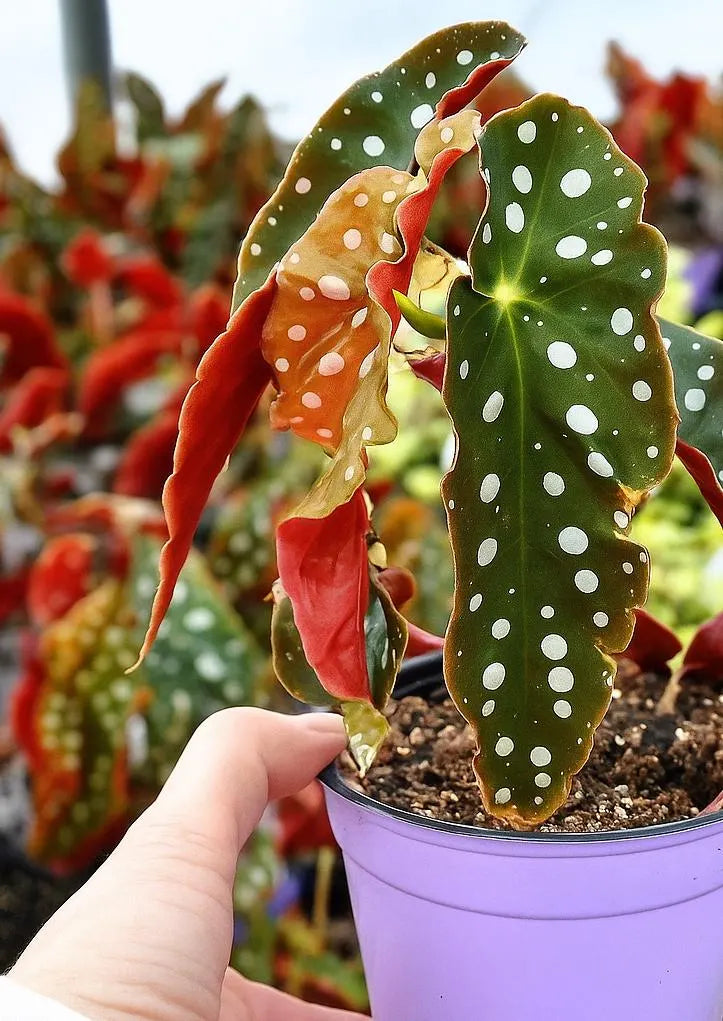 25 Angel Wing Begonia Seeds: Silver Spotted Leaves, Pink Blooms