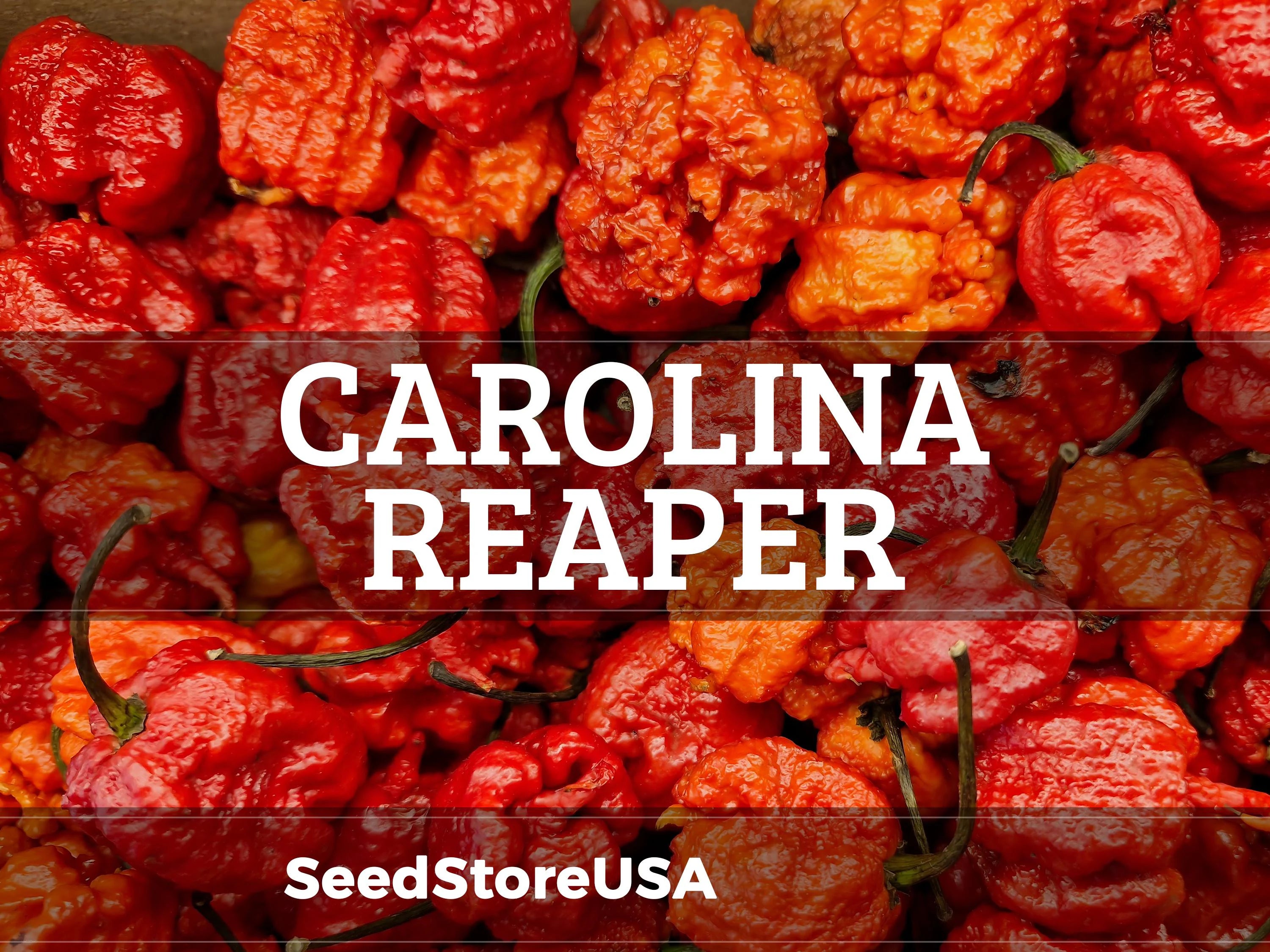 Carolina Reaper Pepper Seeds | Heirloom - Non-GMO | Capsicum Chinense | Vegetable Seeds | Seed Store | 1013(5 Seeds)