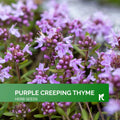 5000 pcs - Purple Creeping Thyme Seeds for Planting (Thymus serpyllum), Heirloom Creeping Thyme Seeds Ground Cover Plants, Bee-Friendly Seed