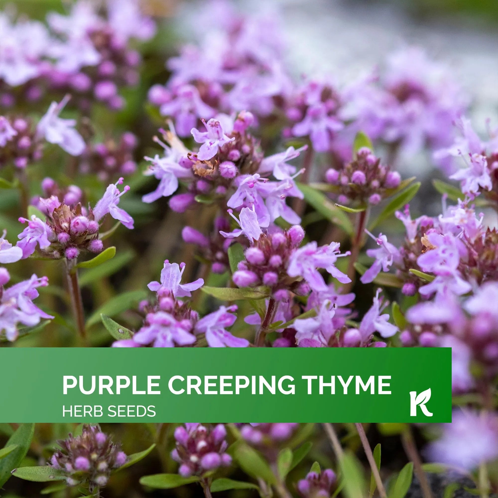 5000 pcs - Purple Creeping Thyme Seeds for Planting (Thymus serpyllum), Heirloom Creeping Thyme Seeds Ground Cover Plants, Bee-Friendly Seed