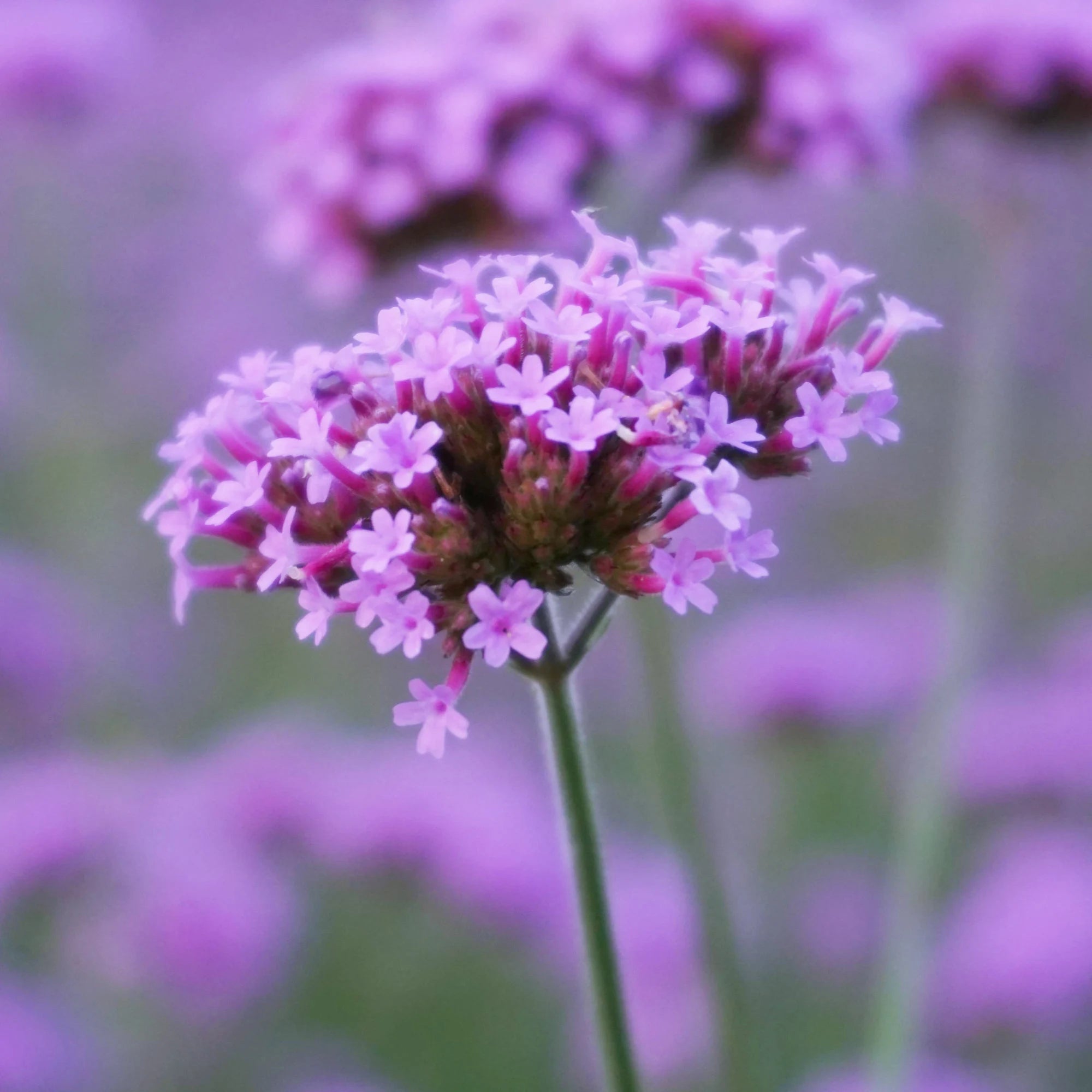 Verbena Purpletop Flower Seeds - Grow Beautiful Flowers Indoors, Outdoors, In Pots, Grow Beds, Soil, Hydroponics  Aquaponics