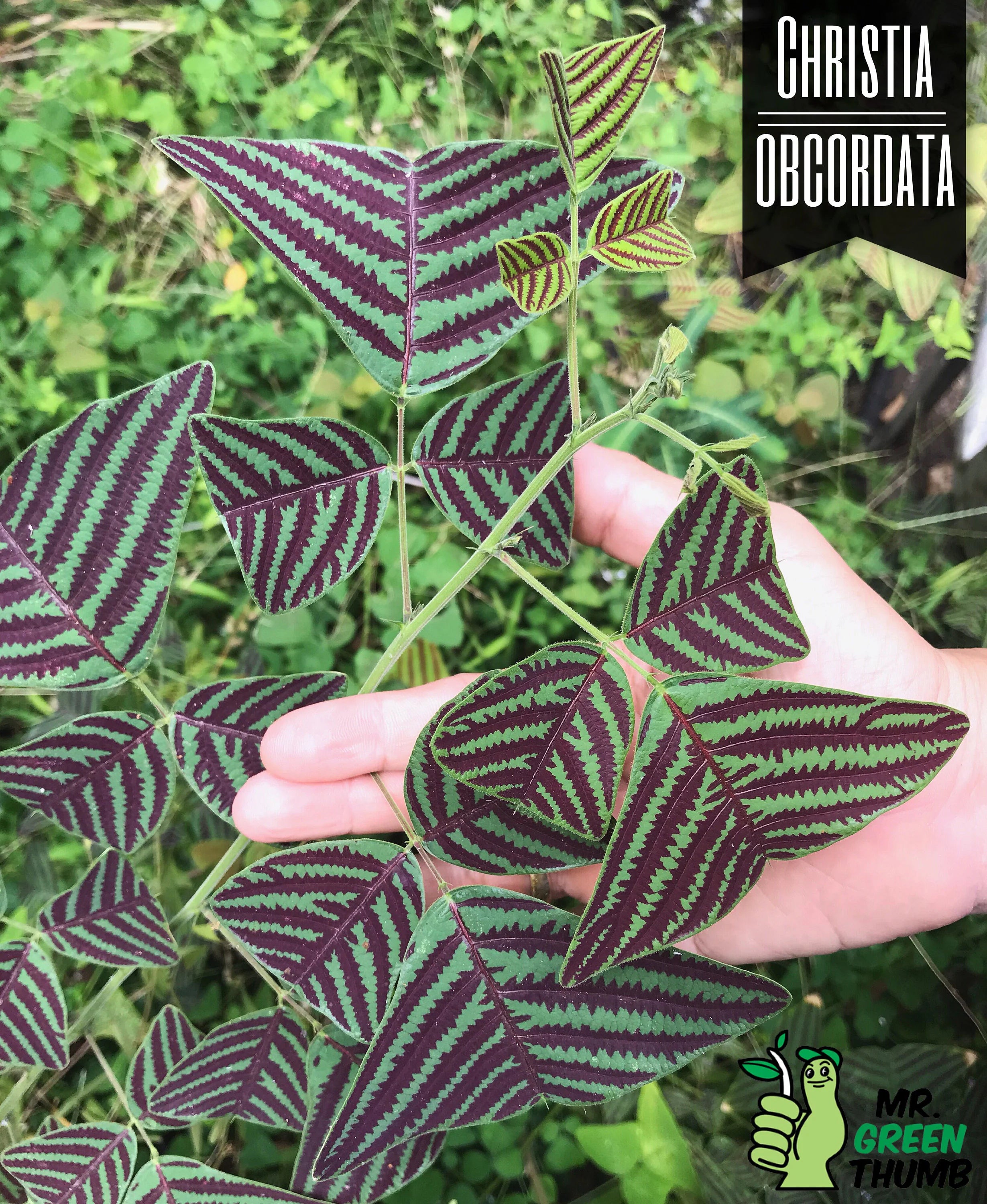 Rare Bold COLOR Organic LARGE Leaf Christia Obcordata   Butterfly Wing Plant - Fresh REAL seeds(5 Fresh Seeds)
