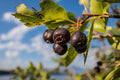 Amelanchier alnifolia | Saskatoon Serviceberry | 5 Seeds