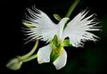 50PCS White Egret Orchid Seeds Heron orchid (NO Tracking#) 4982