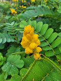 Senna Alata Seeds: Tropical Candle Bush, Rare Yellow Flower(20 seeds)