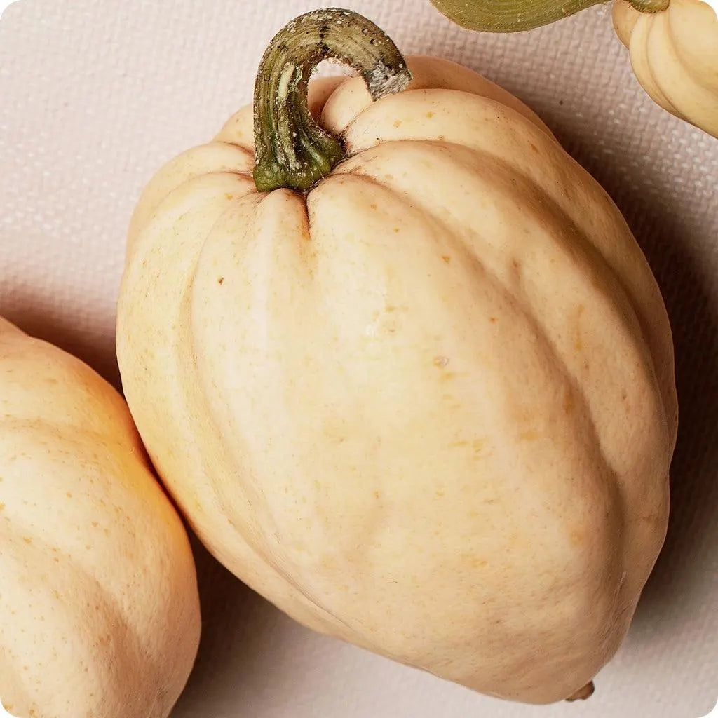 Thelma Sanders Sweet Potato Squash Seeds: Heirloom Acorn Squash