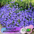 Campanula portenschlagiana Seeds - Long Blooming Season, Attracts Pollinators, Low Maintenance - Plant in Spring/Summer