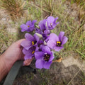 Texas Bluebells; Eustoma seeds
