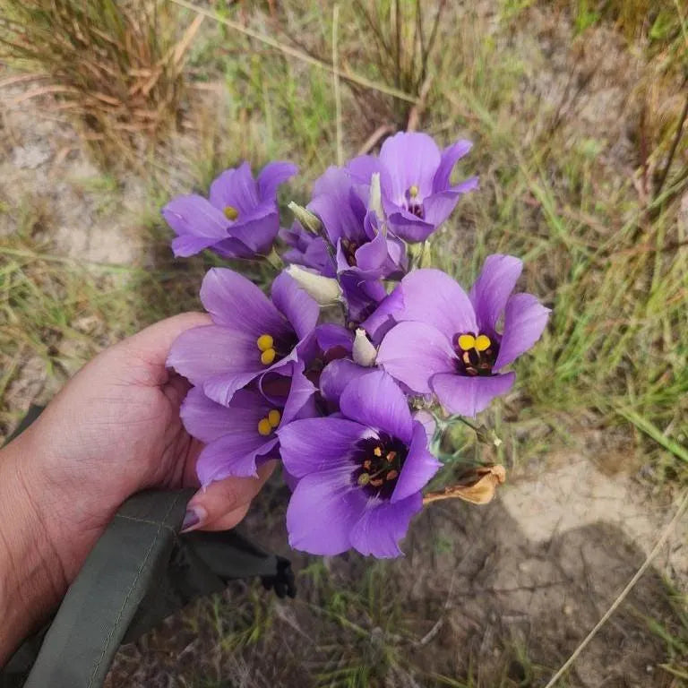 Texas Bluebells; Eustoma seeds