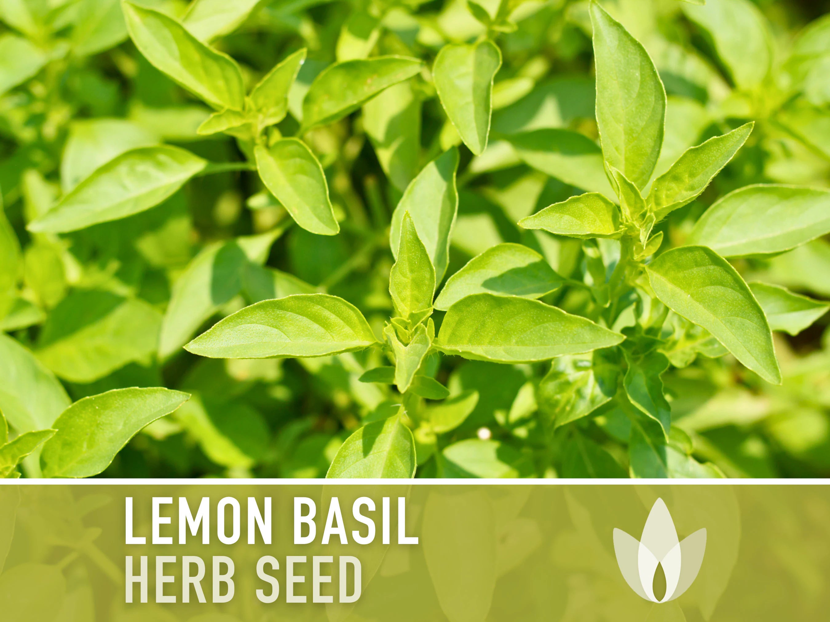 Lemon Basil Heirloom Herb Seeds -  Non-GMO, Open Pollinated, Culinary Herb