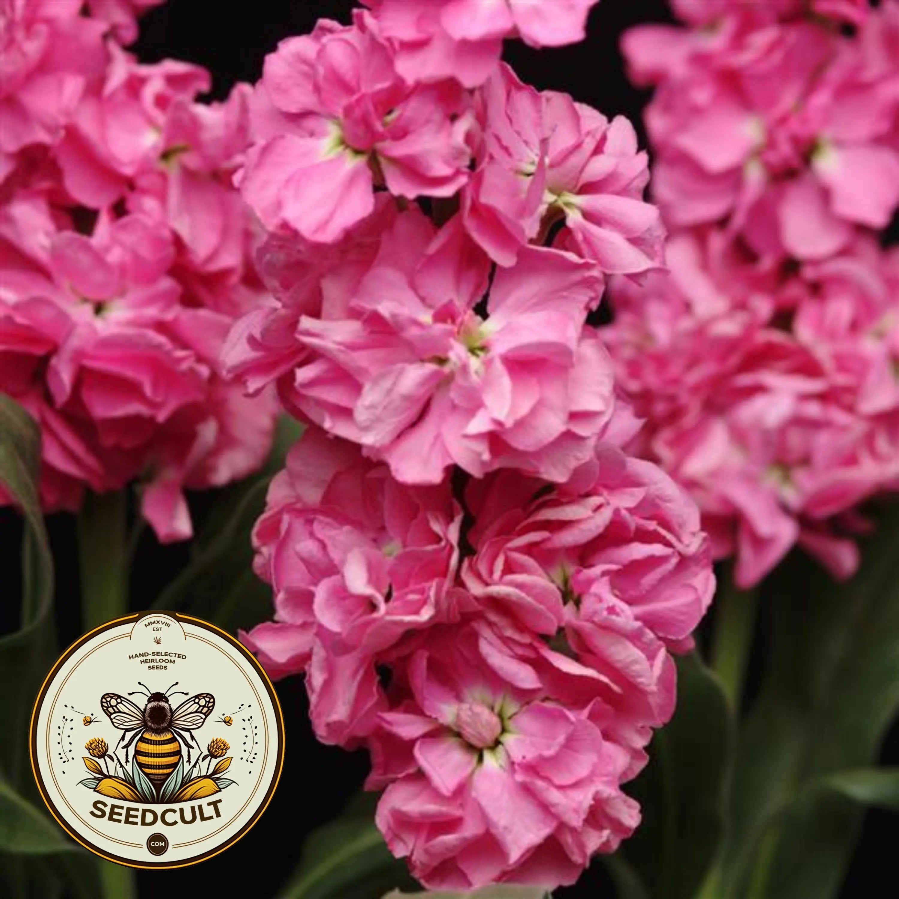 50 Katz Pink Stock Seeds, Highly fragrant Column Stock, Matthiola Incana MA1450