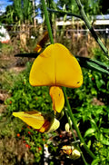 Sunn Hemp Seeds (Crotalaria juncea) - 1 oz, Non-GMO, Chemical-Free - Ochillee Farm