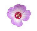 Tracy#39;s Clarkia | Clarkia gracillis ssp. tracyi seeds