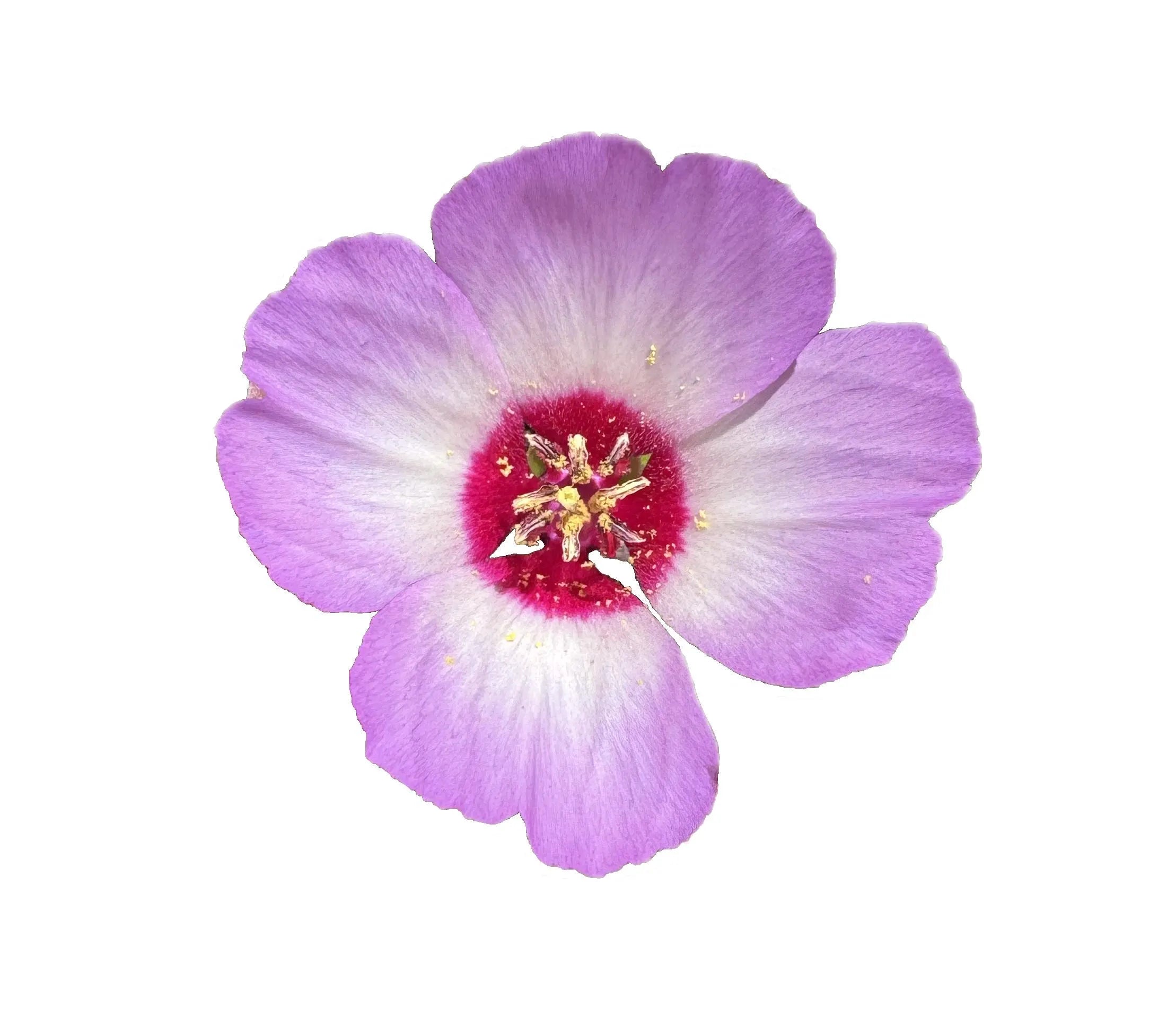 Tracy#39;s Clarkia | Clarkia gracillis ssp. tracyi seeds