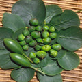 Capparis Spinosa Caper Bush Flower Seeds - 200 Seeds