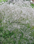 Gypsophila Snowflake (Gypsophila paniculata) 50 Flower Seeds