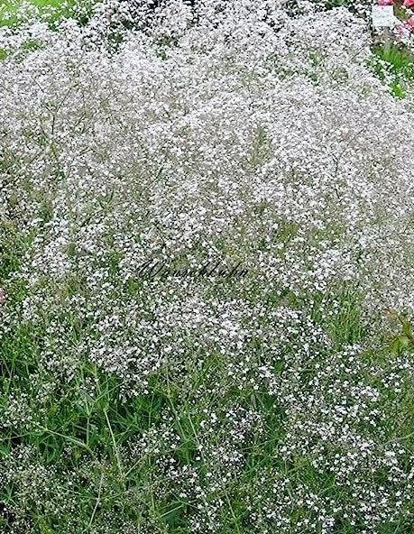 Gypsophila Snowflake (Gypsophila paniculata) 50 Flower Seeds