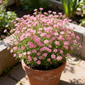 20pcs Pink Baby#39;s Breath Seeds - Perfect for Gardens, Pots  Bouquets!