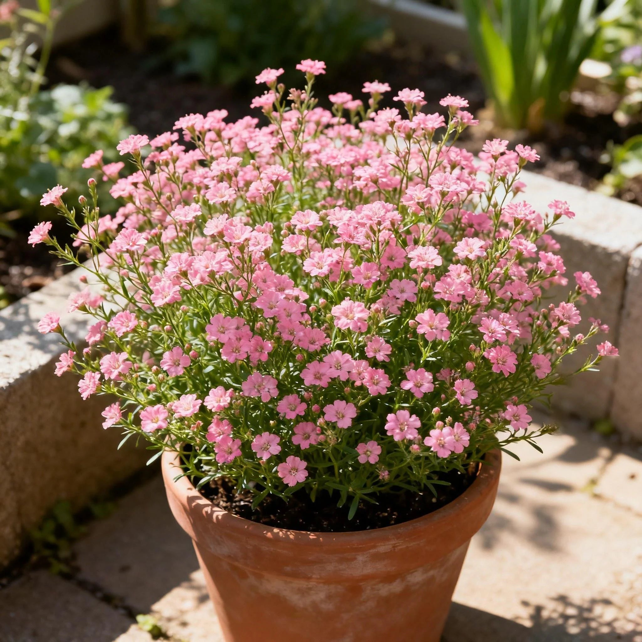 20pcs Pink Baby#39;s Breath Seeds - Perfect for Gardens, Pots  Bouquets!