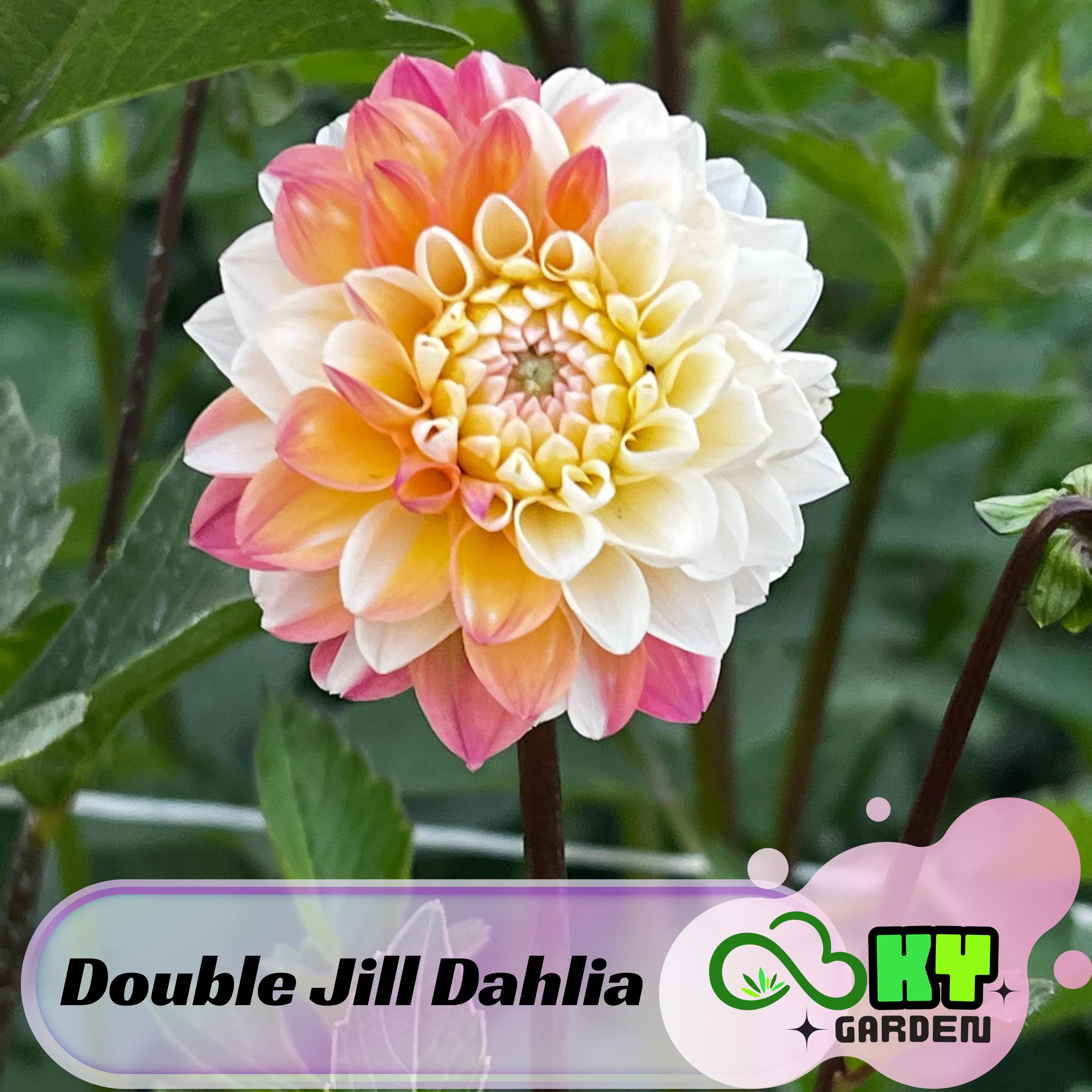 Double Jill  Dahlia Seeds - Attracts Pollinators, Long Blooming Season, Vibrant Colors, Excellent Cut Flower, Plant in Spring