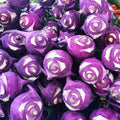 Kohlrabi Purple Vienna Seeds 300+ Vegetable Garden HEIRLOOM NON-GMO